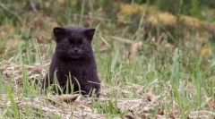 Chilean cat: little predator z južnej ameriky